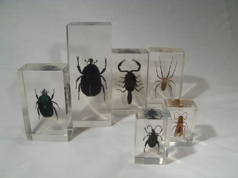 Insect Lover's Collection