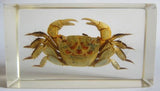 Fiddler Crab