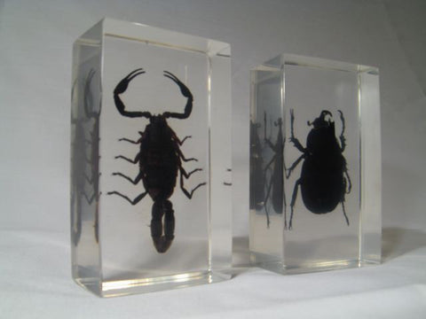 Insect Pair