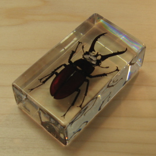 Mountain Stag Beetle - LARGE